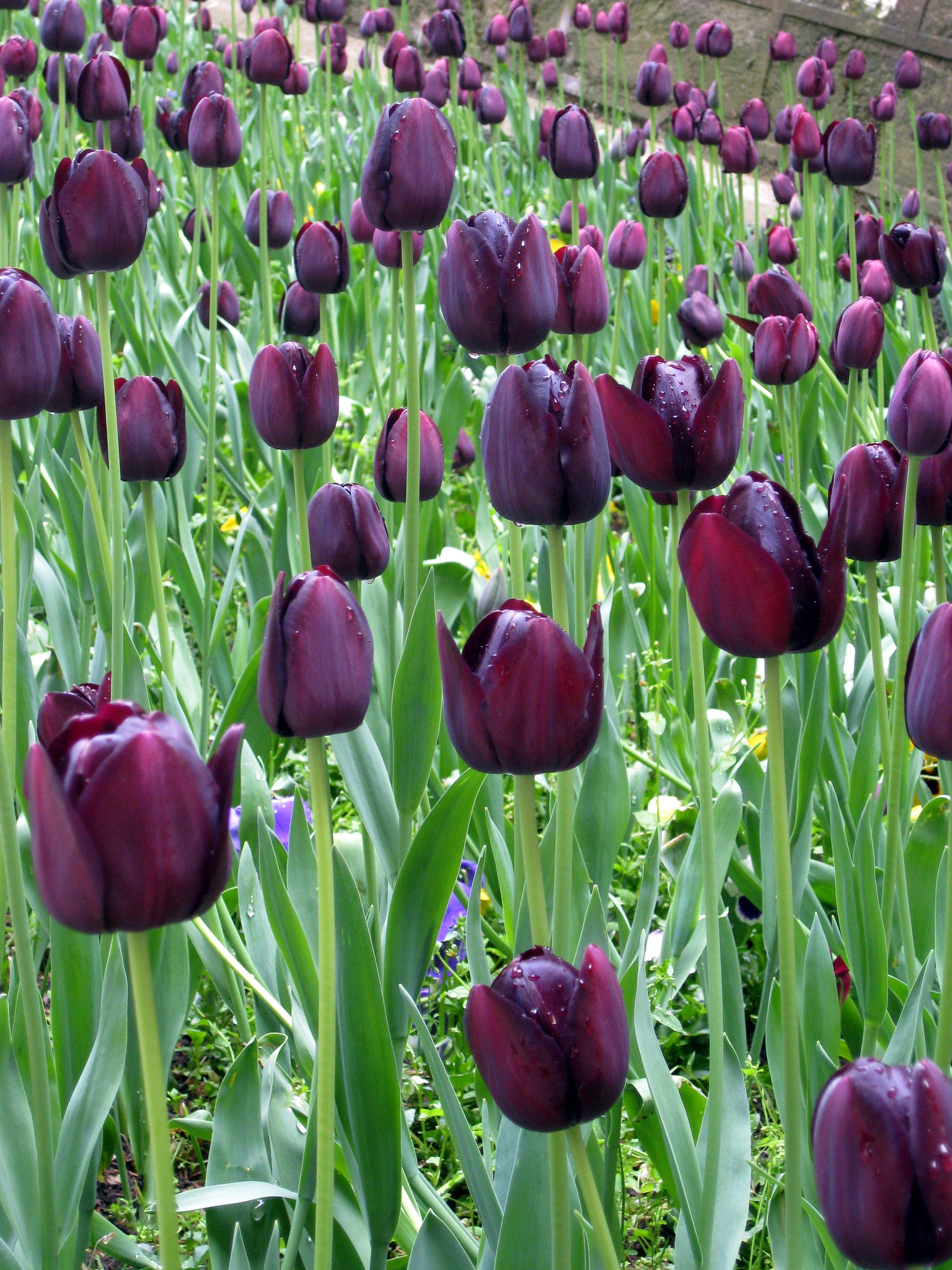 Black tulips to create a dark tulip aesthetic