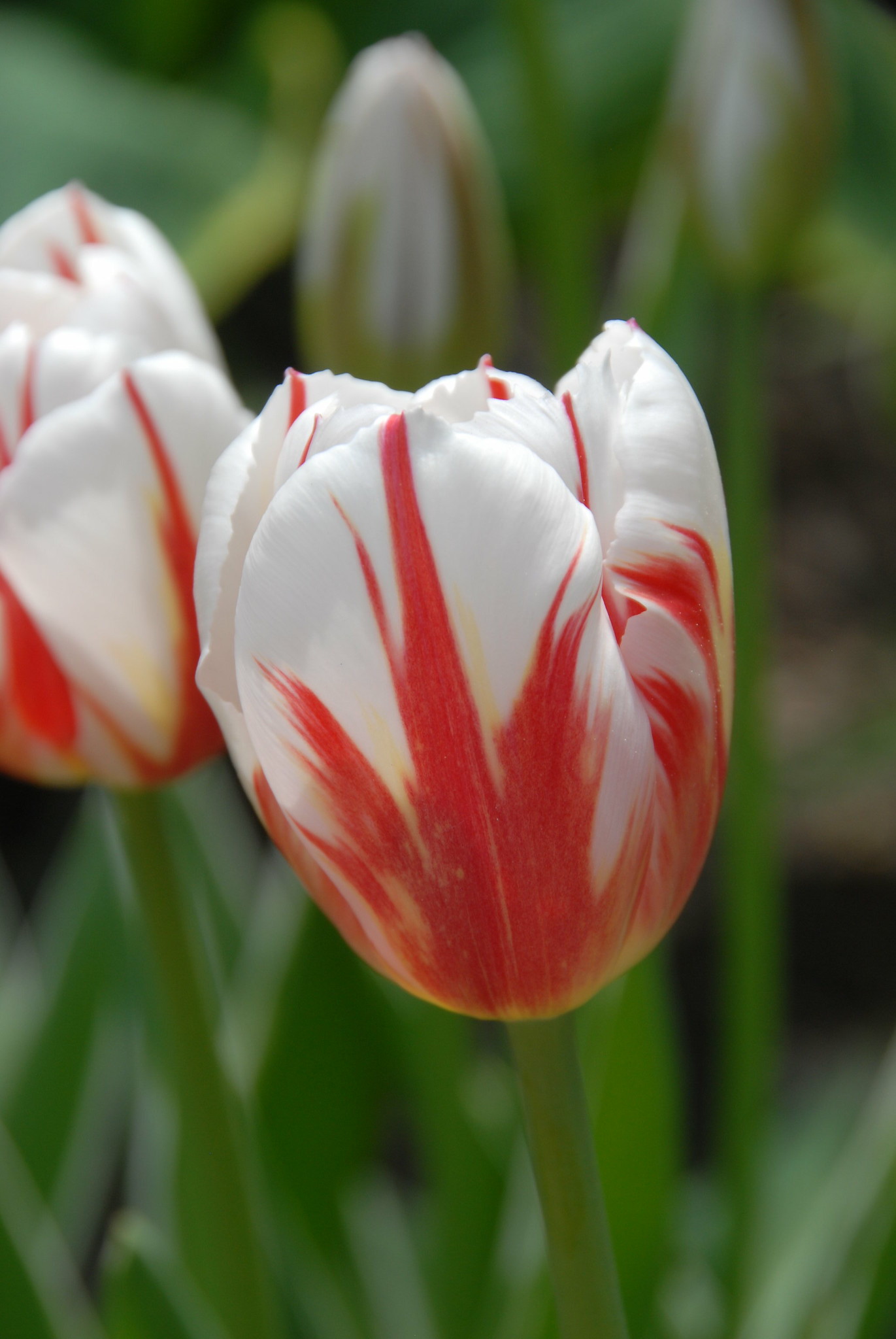 head of a tulip