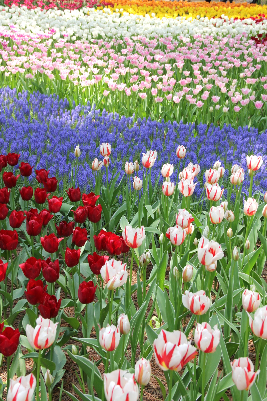 Tulips in rivers of colors