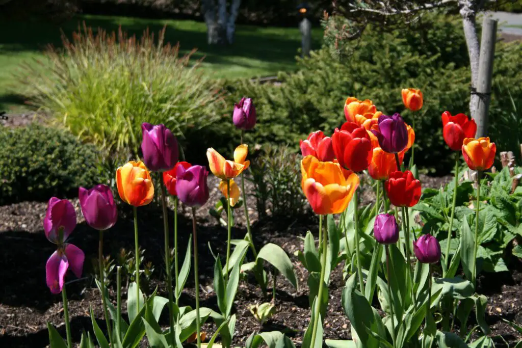 Tulip garden