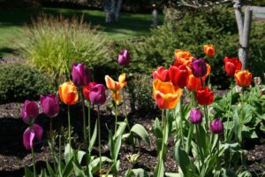 Tulips Aesthetic: Garden Designs, Colors, and Seasonal Charm
