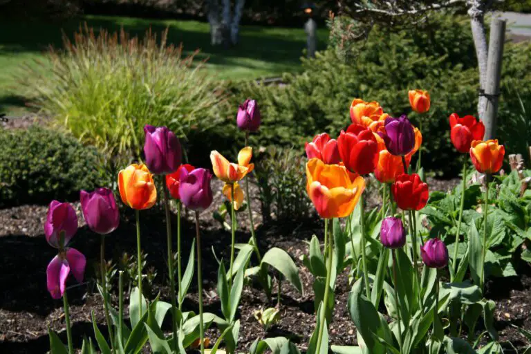 Tulips Aesthetic: Garden Designs, Colors, and Seasonal Charm