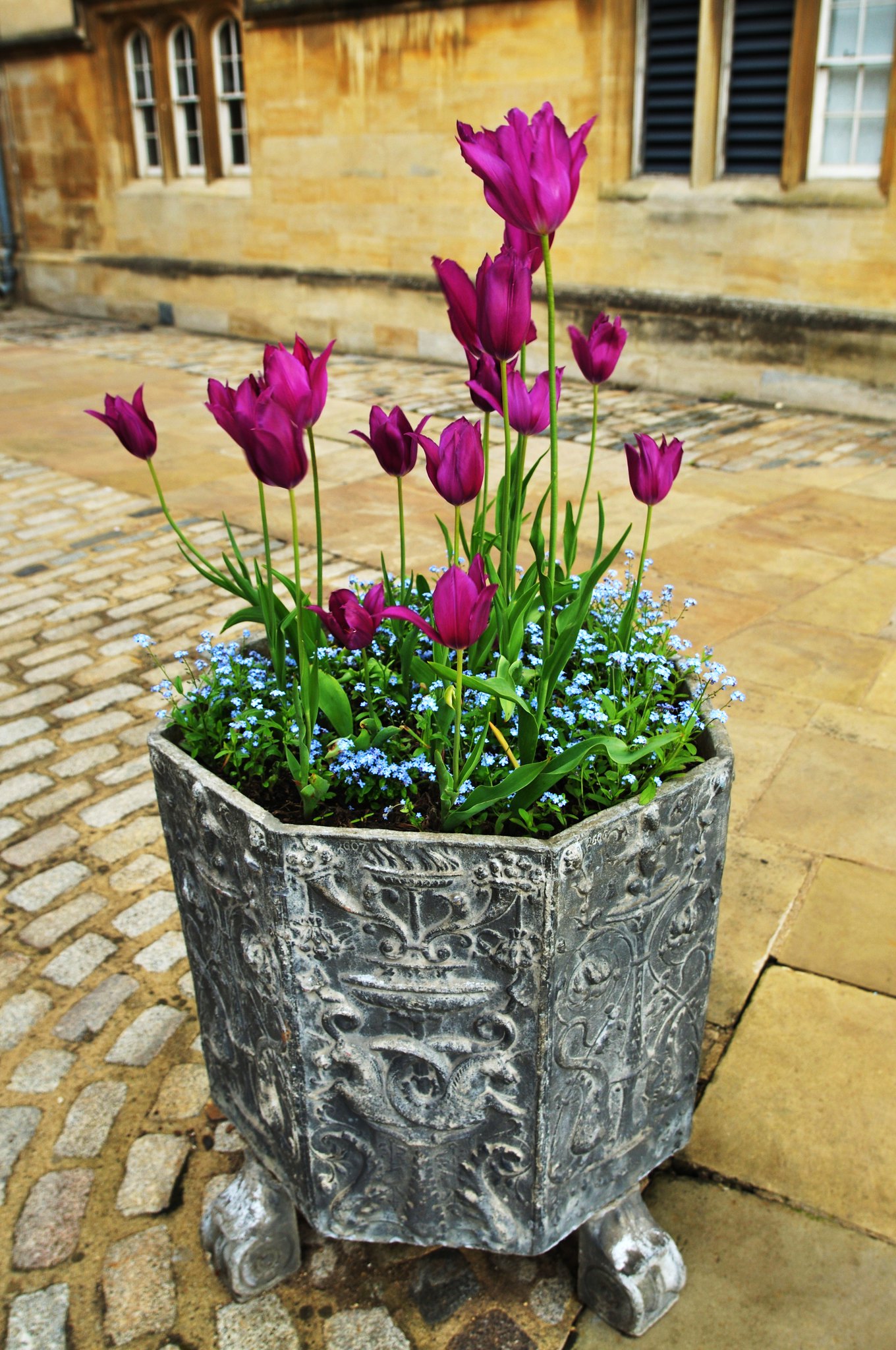Black tulips in an ornate pot