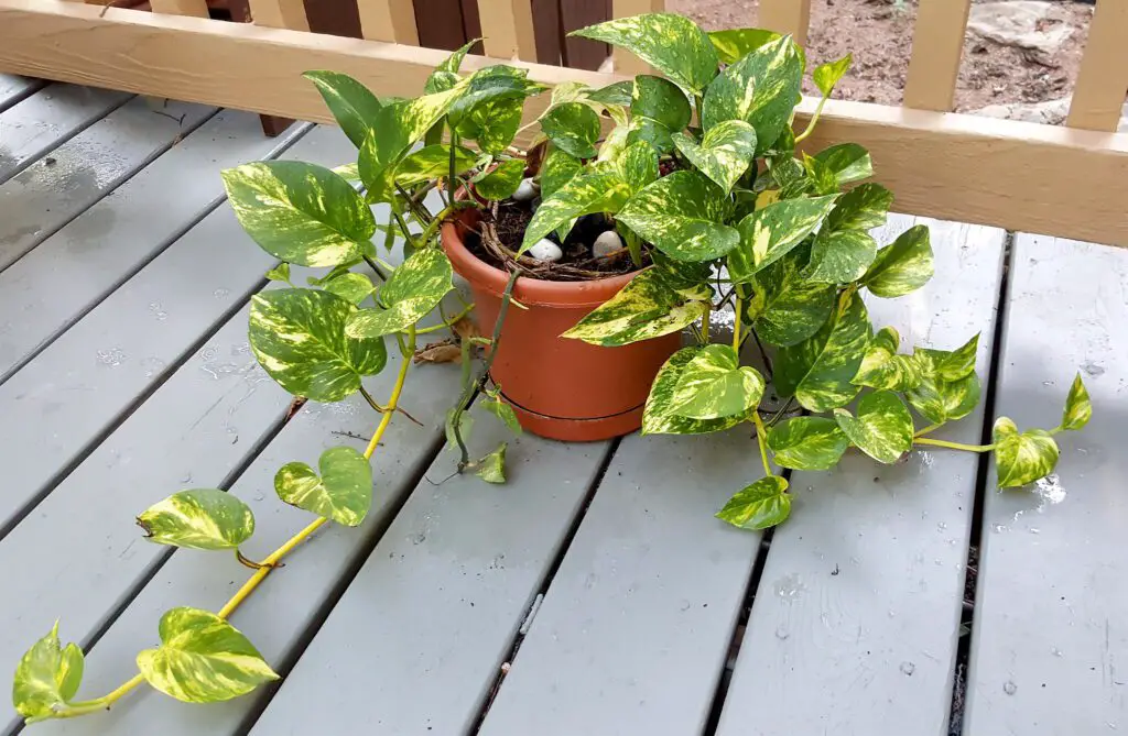 variegated leaves of a golden pothos
