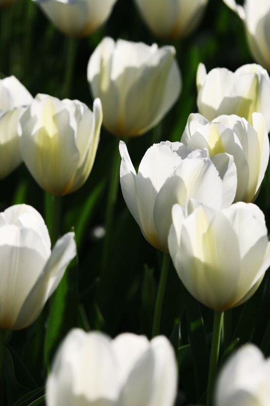 White tulips