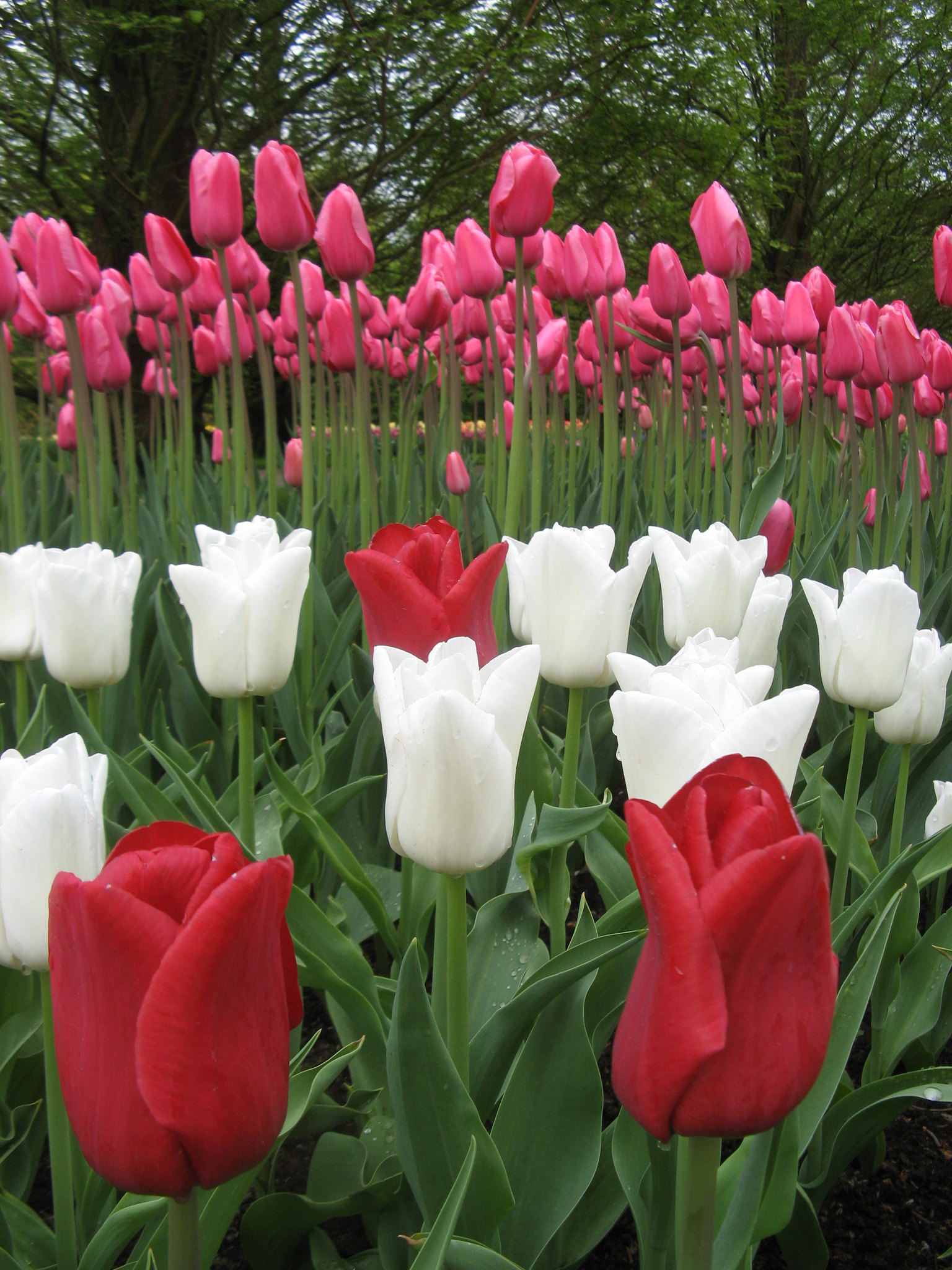 Pink red and white tulips