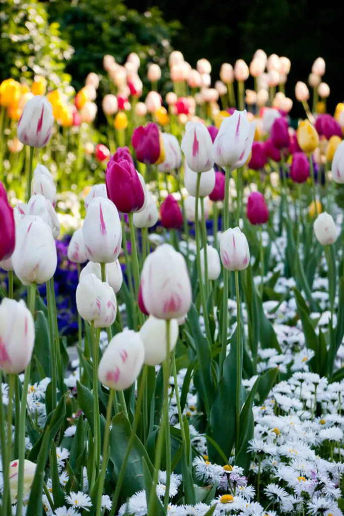 rows of tulips