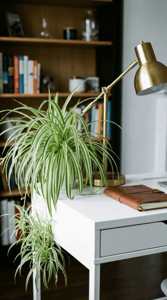 low-care indoor plants: variegated Spider Plant (Chlorophytum comosum) on the corner of a white  desk
