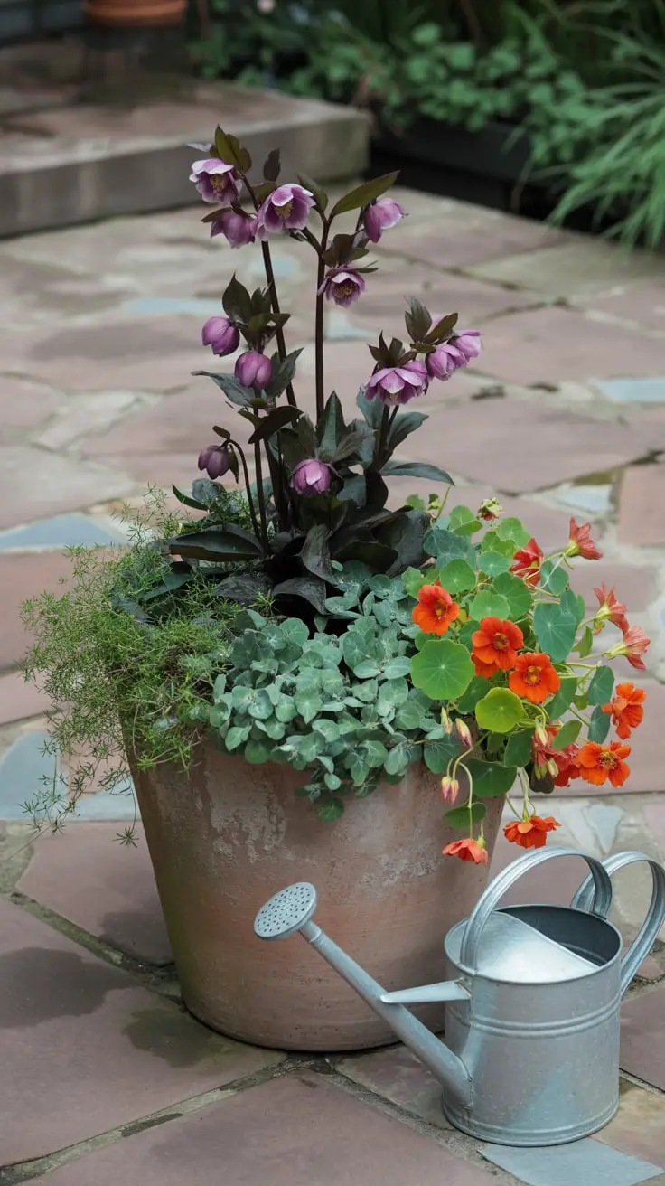 small cottagecore gardens:  terracotta pot features a tall purple hellebore, surrounded by medium-height foliage, with bright orange nasturtiums cascading over the rim of the pot.