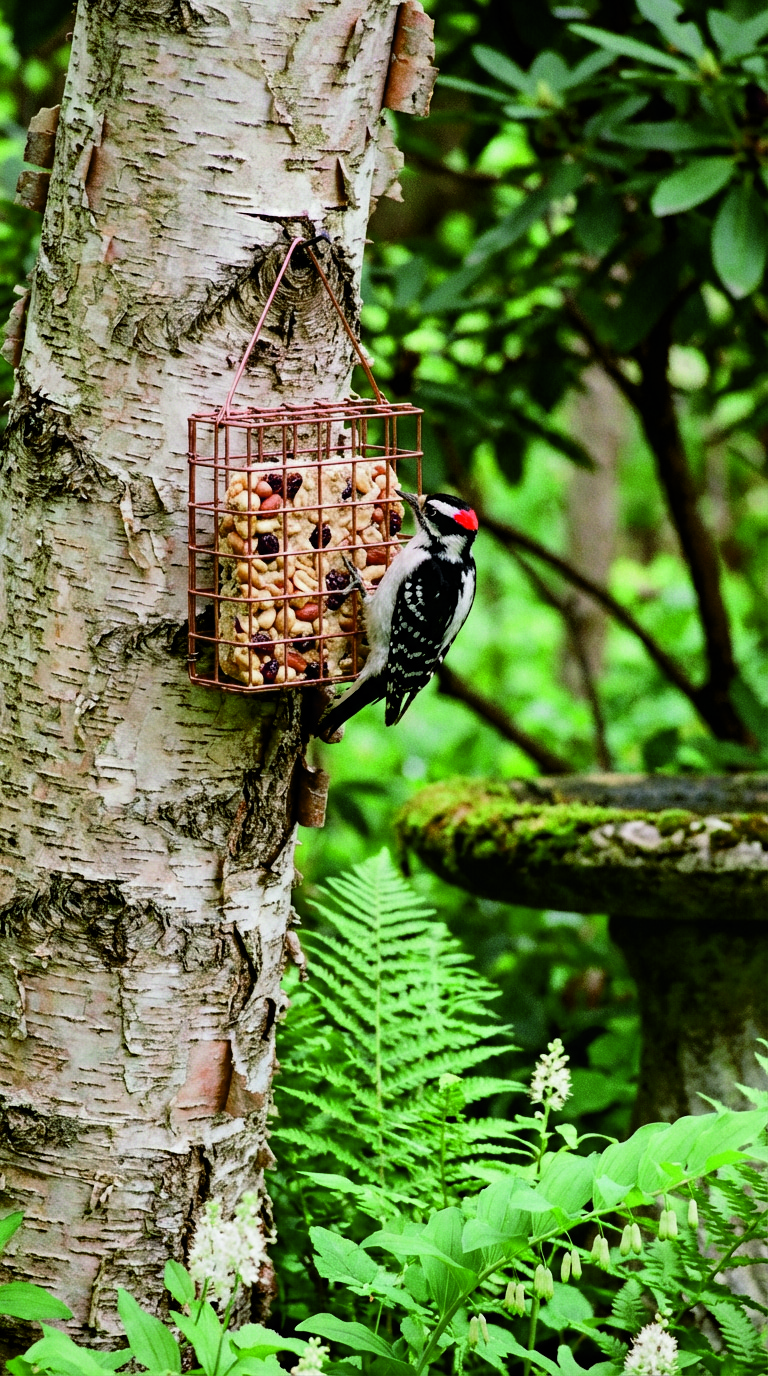 Bird Feeder Garden: Suet Feeders