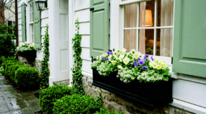 Spring Window Boxes