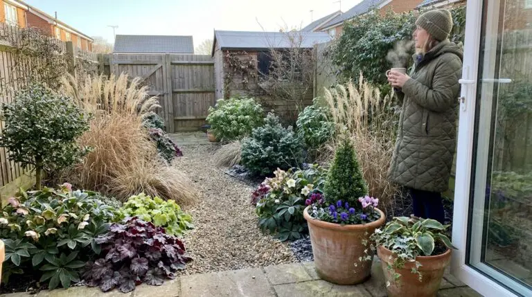 low maintenance winter plants
