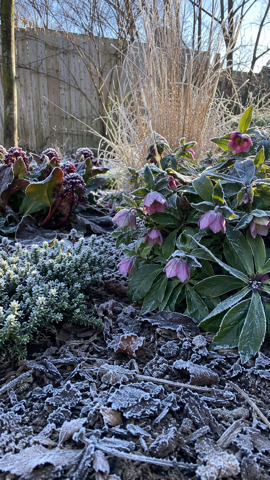 Cold Hardy Plants