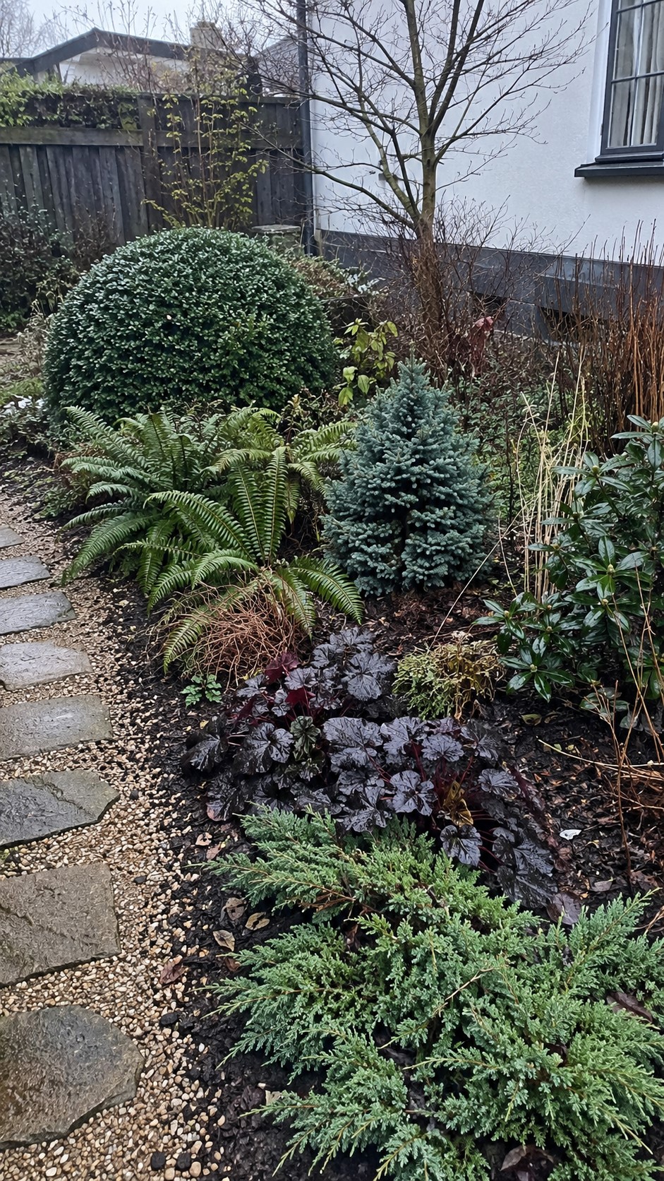 Evergreen Winter Plants