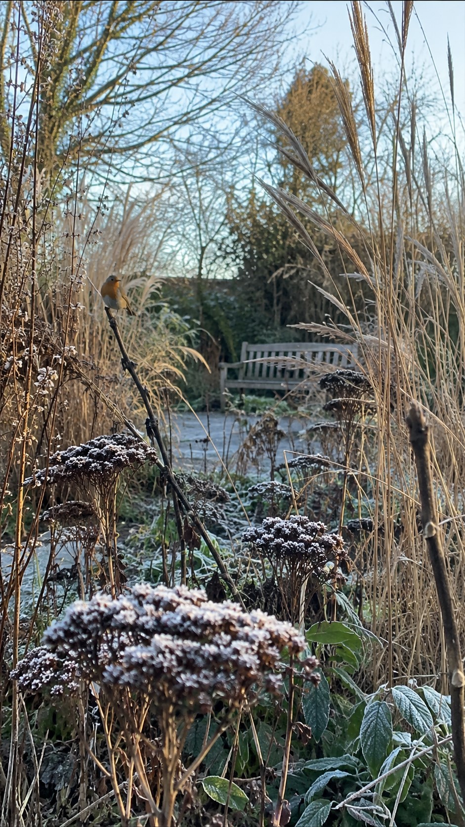Low-Maintenance Winter Garden Plants