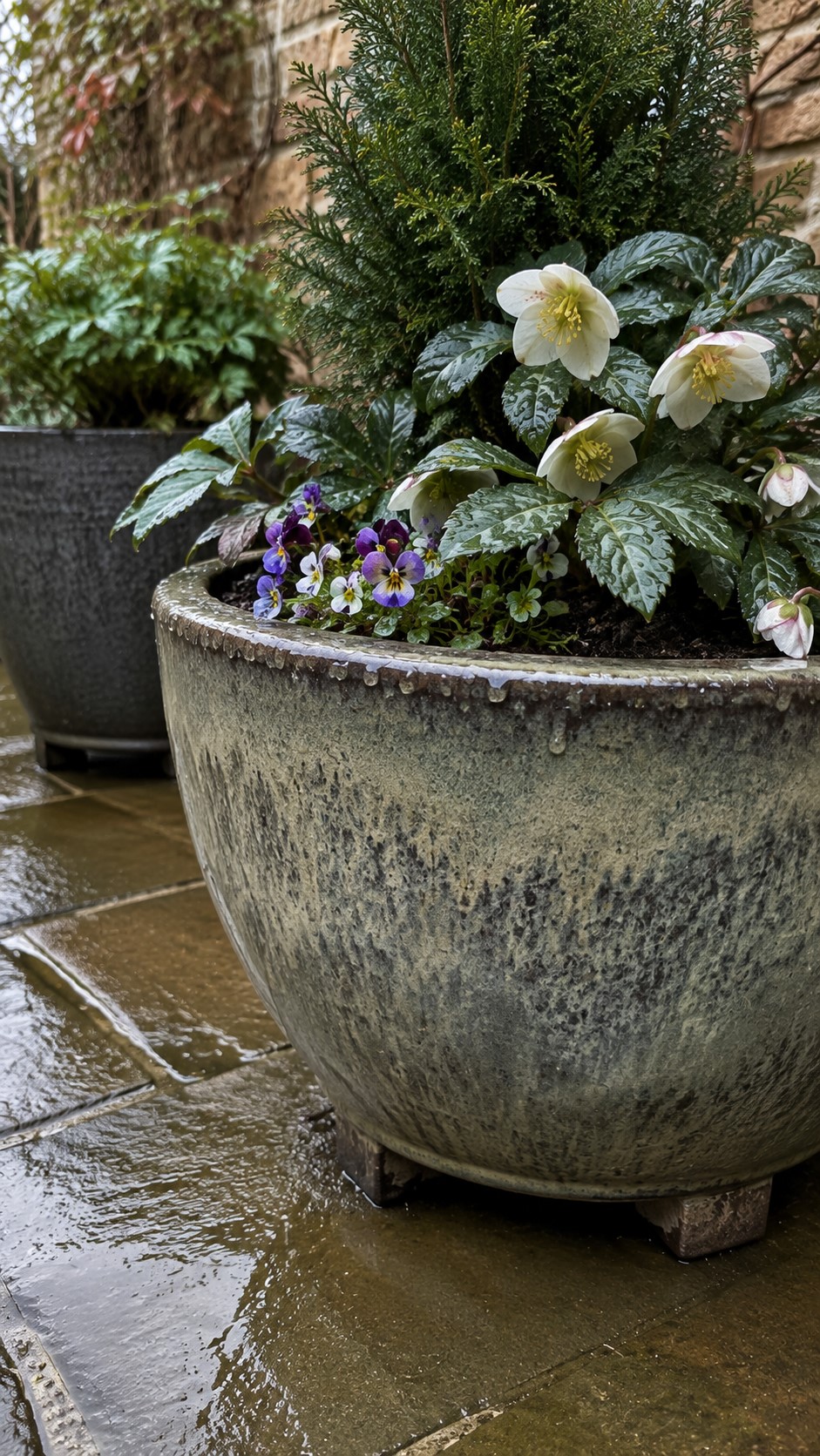 Winter Container Plants
