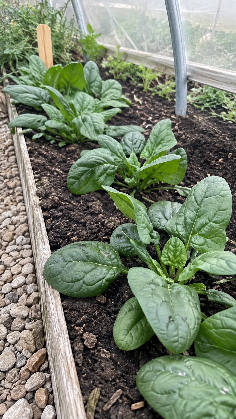Growing Spinach in Winter Polytunnel Beds